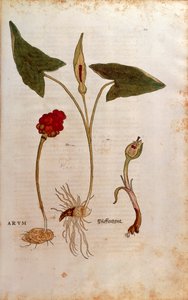 Cuckoo Pint eller Italian Lords-and-Ladies - Arum italicum (Arum) af Leonhart Fuchs fra De historia stirpium commentarii insignes (Notable Commentarars on the History of Plants), farvet gravering af Leonhard Fuchs