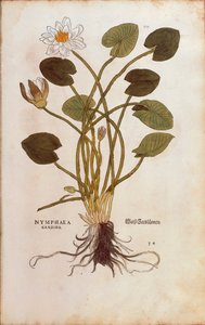 Europæisk hvid åkande eller hvid lotus - Nymphaea alba (Nymphaea candida) af Leonhart Fuchs fra De historia stirpium commentarii insignes (Notable Commentarars on the History of Plants), farvet gravering