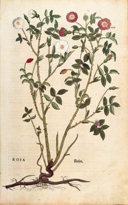 Stedsegrøn rose (Rosa sempervirens) af Leonhart Fuchs fra De historia stirpium commentarii insignes (Notable Commentarars on the History of Plants), farvet gravering