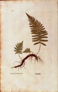 Bregne, almindelig polypodie (Polypodium vulgare) af Leonhart Fuchs fra De historia stirpium commentarii insignes (Notable Commentarars on the History of Plants) farvet gravering af Leonhard Fuchs