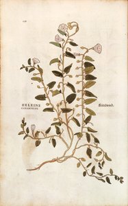 Markbindeved - Convolvulus arvensis (Helxine cissampelos) af Leonhart Fuchs fra De historia stirpium commentarii insignes (Notable Commentarars on the History of Plants) farvet gravering af Leonhard Fuchs