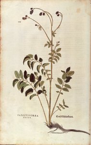 Stor pimpinelle - Sanguisorba officinalis (Sanguisorba major) af Leonhart Fuchs fra De historia stirpium commentarii insignes (Notable Commentaries on the History of Plants) farvelagt gravering af Leonhard Fuchs