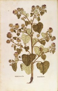 Greater Burdock - Arctium lappa (Personatia) af Leonhart Fuchs fra De historia stirpium commentarii insignes (Notable Commentarars on the History of Plants), farvet gravering af Leonhard Fuchs