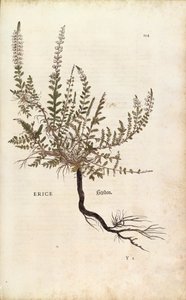 Heather - Calluna vulgaris (Erice) af Leonhart Fuchs fra De historia stirpium commentarii insignes (Notable Commentarars on the History of Plants), farvet gravering af Leonhard Fuchs