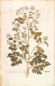 Hemlock - Conium maculatum (cicuta) af Leonhart Fuchs fra De Historia Stirpium Commentarii Insignes (bemærkelsesværdige kommentarer til planternes historie), farvet gravering af Leonhard Fuchs