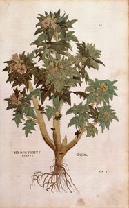 Henbane - Hyoscyamus niger (Hyoscyamus flavus) af Leonhart Fuchs fra De historia stirpium commentarii insignes (Notable Commentarars on the History of Plants) farvet gravering af Leonhard Fuchs