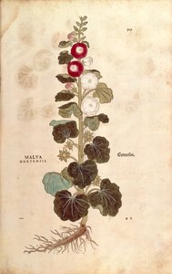Stokrose - Malvaceae - Alcea (Malva hortensis) af Leonhart Fuchs fra De historia stirpium commentarii insignes (Notable Commentarars on the History of Plants) farvet gravering af Leonhard Fuchs