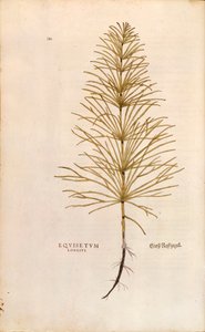 Hestehale - Equisetum arvense (Equisetum longius) af Leonhart Fuchs fra De historia stirpium commentarii insignes (Notable Commentaries on the History of Plants), farvestik af Leonhard Fuchs