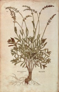 Lavendel - Lavandula spica (Pseudonardus mas) af Leonhart Fuchs fra De historia stirpium commentarii insignes (Notable Commentarars on the History of Plants), farvet gravering af Leonhard Fuchs