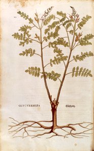 Lakrids eller lakrids (Glycyrrhiza glabra) af Leonhart Fuchs fra De historia stirpium commentarii insignes (Notable Commentarars on the History of Plants) farvet gravering af Leonhard Fuchs
