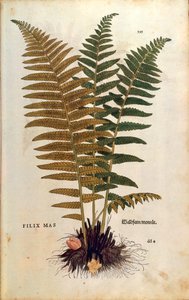 Hanbregne (Dryopteris filix-mas) af Leonhart Fuchs fra De historia stirpium commentarii insignes (Notable Commentaries on the History of Plants) farvet gravering