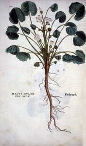 Malva Sylvestre (Great Purple) - i ""De Historia Stirpium insignia"" af Leonhart Fuchs af Leonhard Fuchs