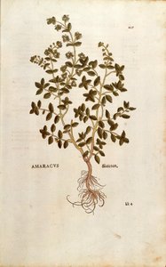 Merian - Origanum majorana (Amaracus) af Leonhart Fuchs fra De historia stirpium commentarii insignes (Notable Commentaries on the History of Plants) farvet gravering af Leonhard Fuchs