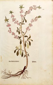 Mezereon - Daphne mezereum (Daphnoides) af Leonhart Fuchs fra De historia stirpium commentarii insignes (Notable Commentaries on the History of Plants), farvet gravering af Leonhard Fuchs