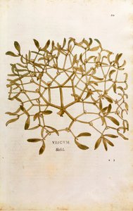 Mistelten (Viscum album) af Leonhart Fuchs fra De historia stirpium commentarii insignes (Notable Commentaries on the History of Plants) farvelagt gravering af Leonhard Fuchs
