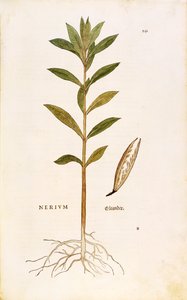 Oleander (Nerium oleander) af Leonhart Fuchs fra De historia stirpium commentarii insignes (Notable Commentarars on the History of Plants), farvet gravering af Leonhard Fuchs