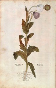 Opiumsvalmue - Papaver somniferum (Papaver satiuum) af Leonhart Fuchs fra De historia stirpium commentarii insignes (Notable Commentarars on the History of Plants), farvet gravering af Leonhard Fuchs
