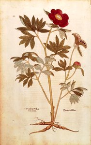 Peony - Paeonia officinalis (Paeonia foemina) af Leonhart Fuchs fra De historia stirpium commentarii insignes (Notable Commentarars on the History of Plants), farvet gravering