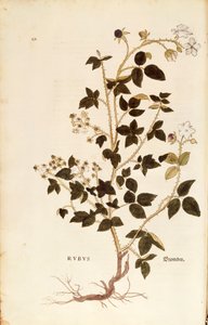 Tallerken: Dewberry (Rubus) af Leonhart Fuchs fra De historia stirpium commentarii insignes (Notable Commentarars on the History of Plants), farvet gravering af Leonhard Fuchs
