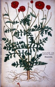 Poppy in - i ""The History of the History of Breeds of Badges",..." af Leonhart Fuchs af Leonhard Fuchs
