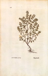 Rød øjentrøst (Euphrasia officinalis) af Leonhart Fuchs fra De historia stirpium commentarii insignes (Notable Commentarars on the History of Plants) farvet gravering af Leonhard Fuchs