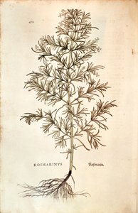Rosmarin, Rosmarinus Officinalis (Rosmarinus). farvet gravering af Leonhard Fuchs