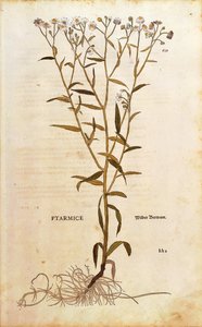 Sneezewort - Achillea ptarmica (Ptarmice) af Leonhart Fuchs fra De historia stirpium commentarii insignes (Notable Commentarars on the History of Plants) farvet gravering af Leonhard Fuchs