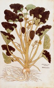 Sprøjtende agurk - Ecballium elaterium (Cucumis sylvestris) af Leonhart Fuchs fra De historia stirpium commentarii insignes (Notable Commentarars on the History of Plants) farvet gravering