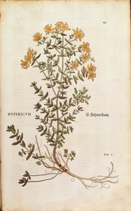 Perikon (Hypericum perforatum) af Leonhart Fuchs fra De historia stirpium commentarii insignes (Notable Commentaries on the History of Plants) farvet gravering af Leonhard Fuchs