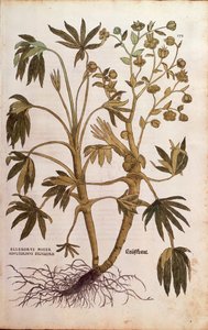 Stinking Hellebore eller Dungwort - Helleborus foetidus (Helleborus niger adulterinus sylvestris) af Leonhart Fuchs fra De historia stirpium commentarii insignes (Notable Commentarars on the History of Plants), farvet gravering af Leonhard Fuchs