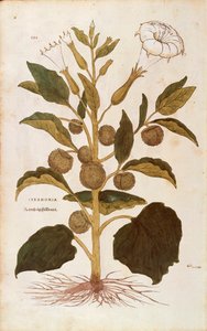 Tornæble eller jimson-ukrudt - Datura stramonium (Stramonia) af Leonhart Fuchs fra De historia stirpium commentarii insignes (Notable Commentarars on the History of Plants), farvet gravering af Leonhard Fuchs