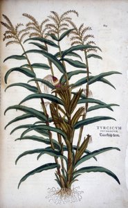 Turkish Grain (Mis) - i ""The History of the Races of Notable Commentarars"" af Leonhart Fuchs af Leonhard Fuchs