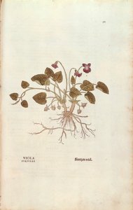 Violet (Viola odorata) af Leonhart Fuchs fra De historia stirpium commentarii insignes (Notable Commentarars on the History of Plants), farvet gravering