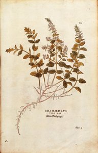 Wall Germander - Teucrium chamaedrys (Chamaedrys vera mas) af Leonhart Fuchs fra De historia stirpium commentarii insignes (Notable Commentarars on the History of Plants) farvet gravering af Leonhard Fuchs