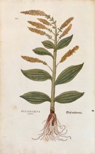 White Hellebore - Veratrum album (Elleborus albus) af Leonhart Fuchs fra De historia stirpium commentarii insignes (Notable Commentarars on the History of Plants), farvet gravering af Leonhard Fuchs