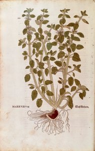 White Horehound (Marrubium vulgare) af Leonhart Fuchs fra De historia stirpium commentarii insignes (Notable Commentarars on the History of Plants) farvet gravering af Leonhard Fuchs