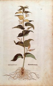 Hvid svaleurt - Cynanchum vincetoxicum (Asclepias) af Leonhart Fuchs fra De historia stirpium commentarii insignes (Notable Commentarars on the History of Plants) farvet gravering af Leonhard Fuchs