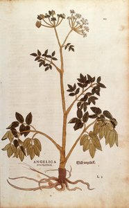 Wild Angelica (Angelica sylvestris) af Leonhart Fuchs fra De historia stirpium commentarii insignes (Notable Commentarars on the History of Plants) farvet gravering af Leonhard Fuchs