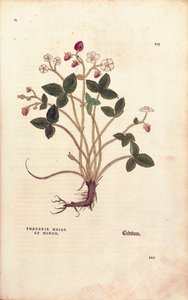 Skovjordbær - Fragaria vesca (Fragaria maior et minor) af Leonhart Fuchs fra De historia stirpium commentarii insignes (Notable Commentarars on the History of Plants), farvet gravering af Leonhard Fuchs