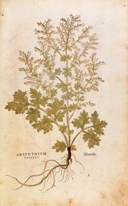 Malurt - Artemisia absinthium (Absinthium vulgare) af Leonhart Fuchs fra De historia stirpium commentarii insignes (bemærkelsesværdige kommentarer til planternes historie), farvet stik af Leonhard Fuchs
