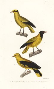 Oriole arter. af Leopold Massard
