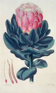 Protea Beautiful, Perigonia Pistille (Pl.12) fra 