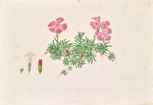 Alpin nellike (Dianthus alpinus)