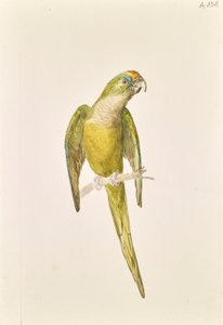 Papegøje
