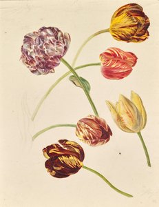 Tulipaner