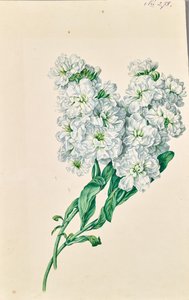 Hvide blomster