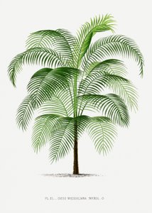  af Les Palmiers Histoire Iconographique