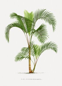  af Les Palmiers Histoire Iconographique