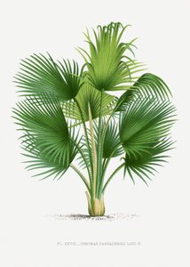  af Les Palmiers Histoire Iconographique