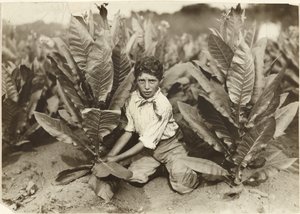 Tiårig plukker på Gildersleeve Tobacco Farm